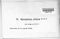 Myxosporium nitidum image